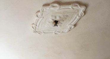 06 Deckenstuck - Immobilienmakler-Potsdam.jpg